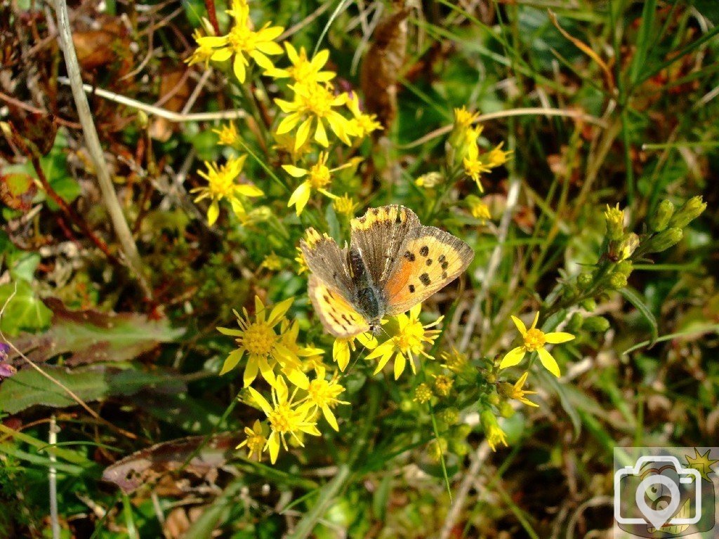 Small copper butterfly - 03Sep10