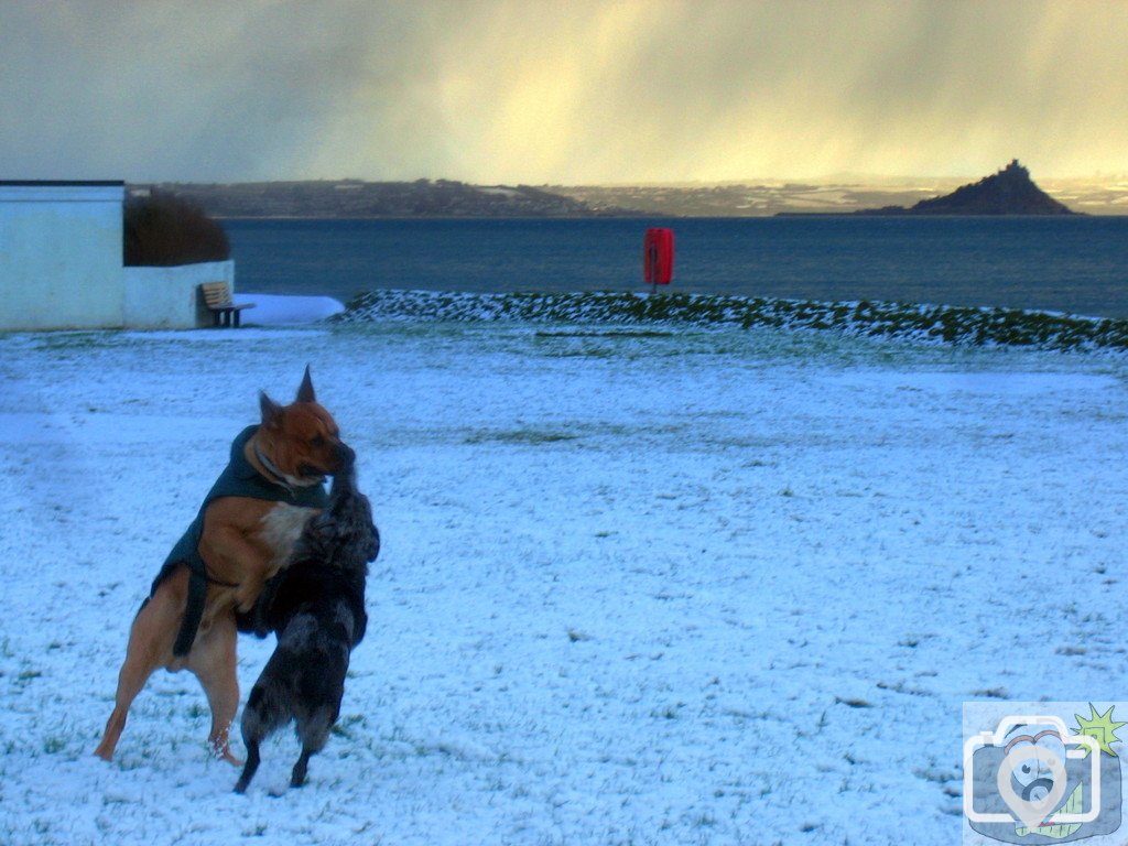 Snow Hounds