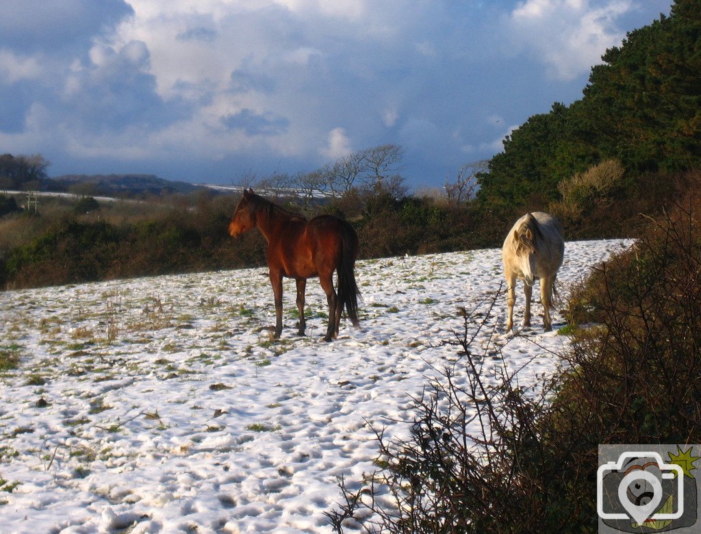 Snow Ponies