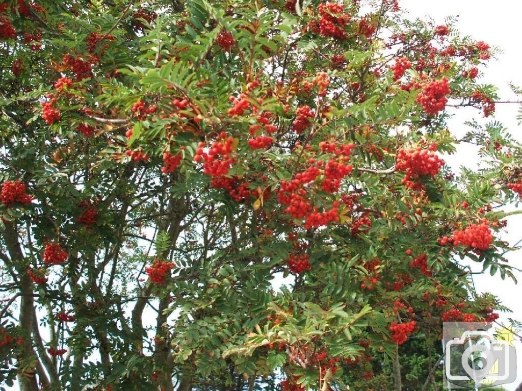 Some Antipodean plant from New Zealand outside the Cornish Arms