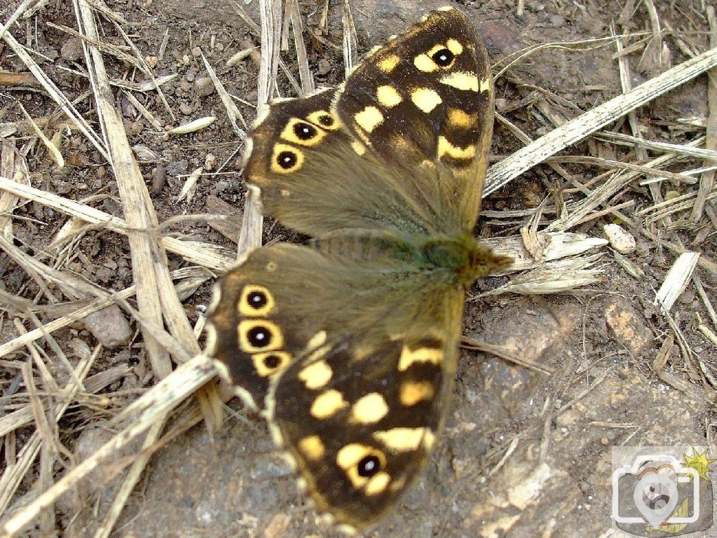 Speckled wood butterfly