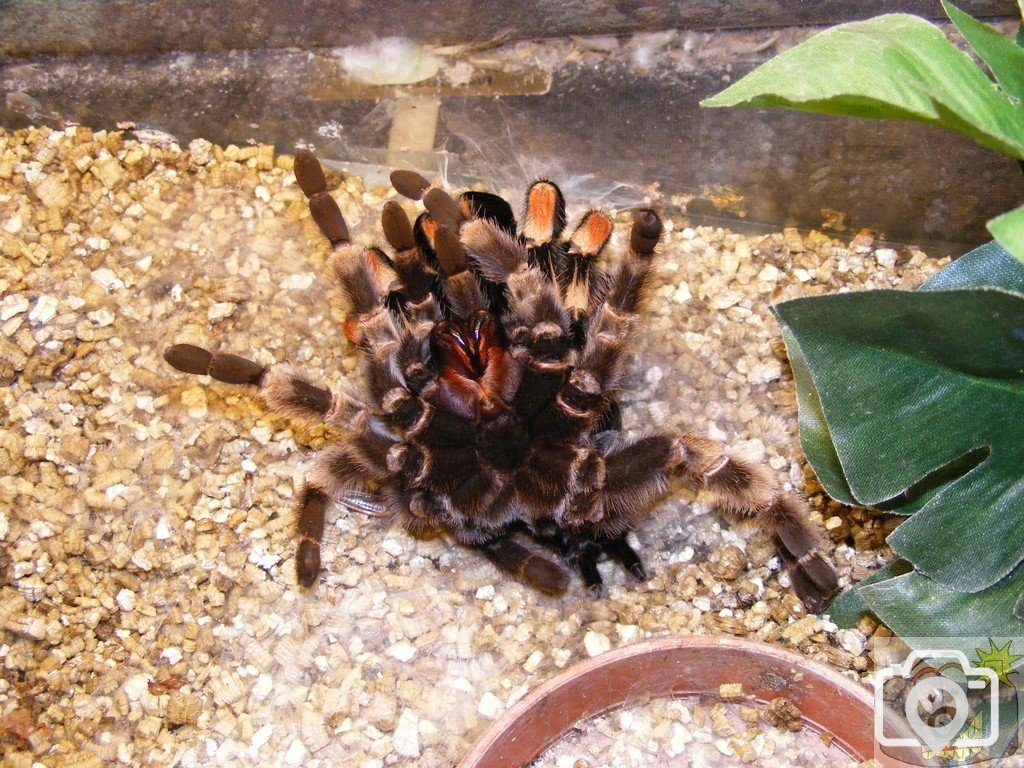 spider shedding