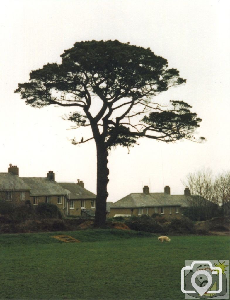 St Clares Tree