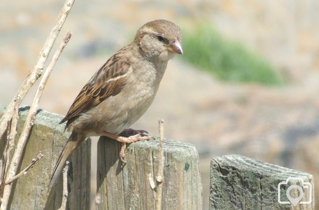 St Ives Sparrow