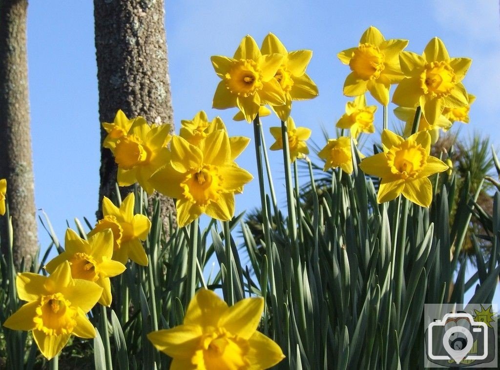 St Mary's Daffodils - 1