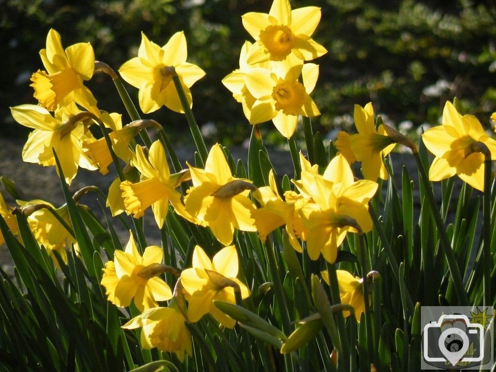 St Mary's Daffodils - 2