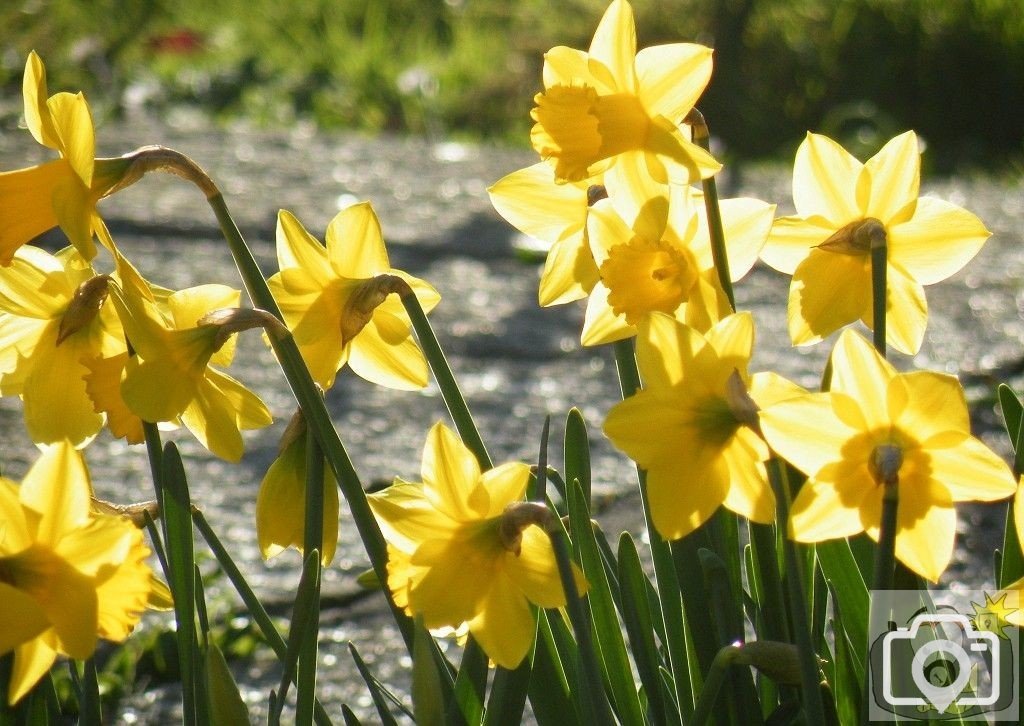 St Mary's Daffodils - 3