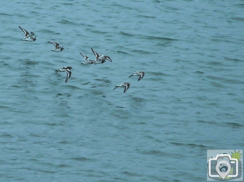 Star Crossed Plovers