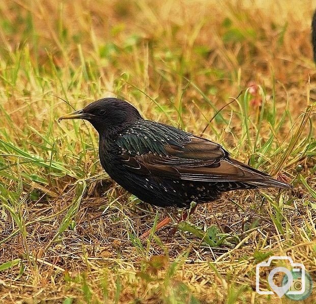 Starling