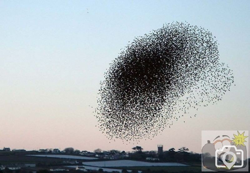 Starlings gathering to roost at Marazion Marsh - 2005