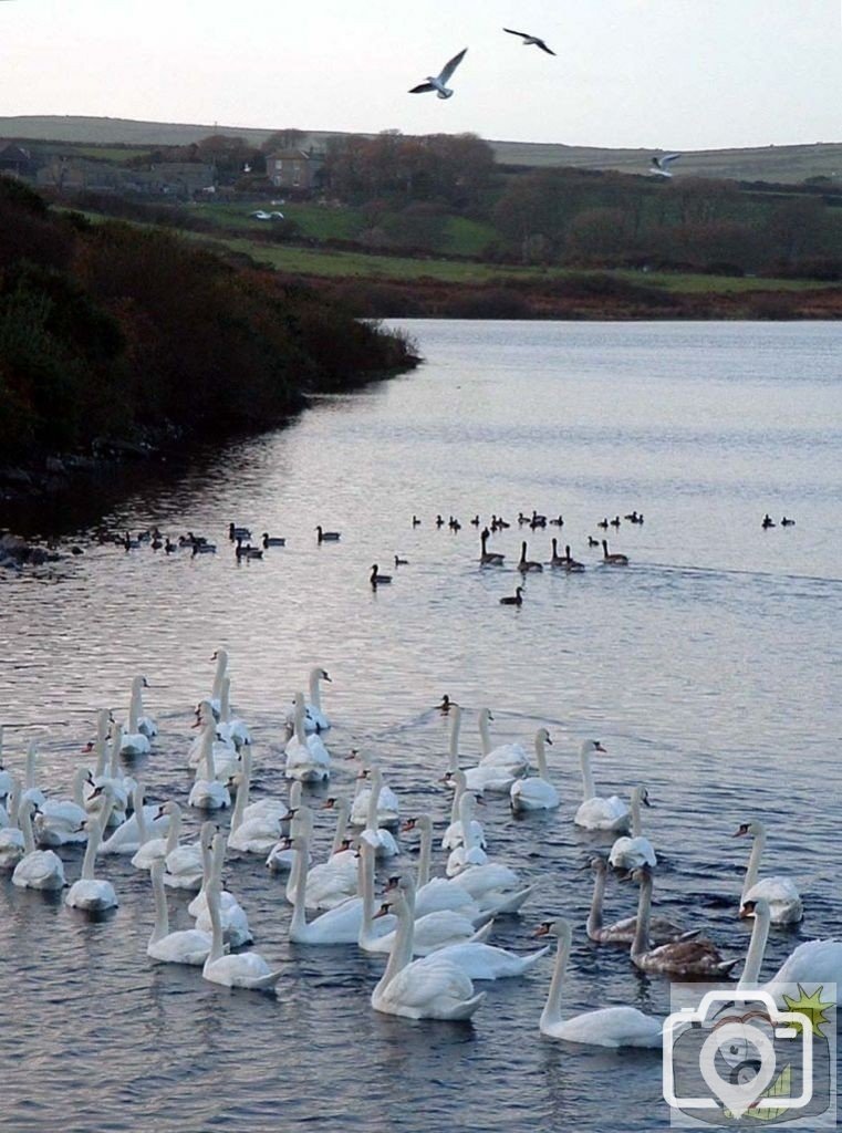 Stop-off on the way back to Penzance: Drift Dam, 12th Nov., 2003