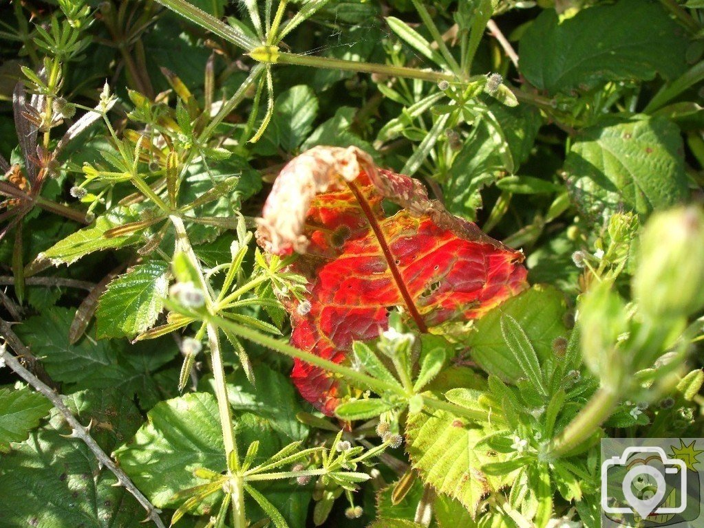 Striking leaf, Eastern Green  - 21Jun10