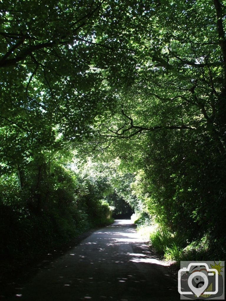 Summer foliage in the country lane to Trencrom.