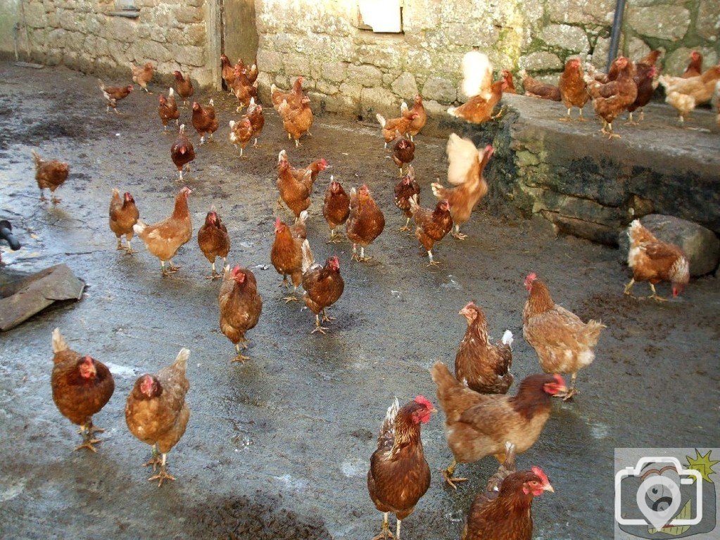 Sunday outing, 17th Jan, 2010: Chickens in Treen Village farmyard