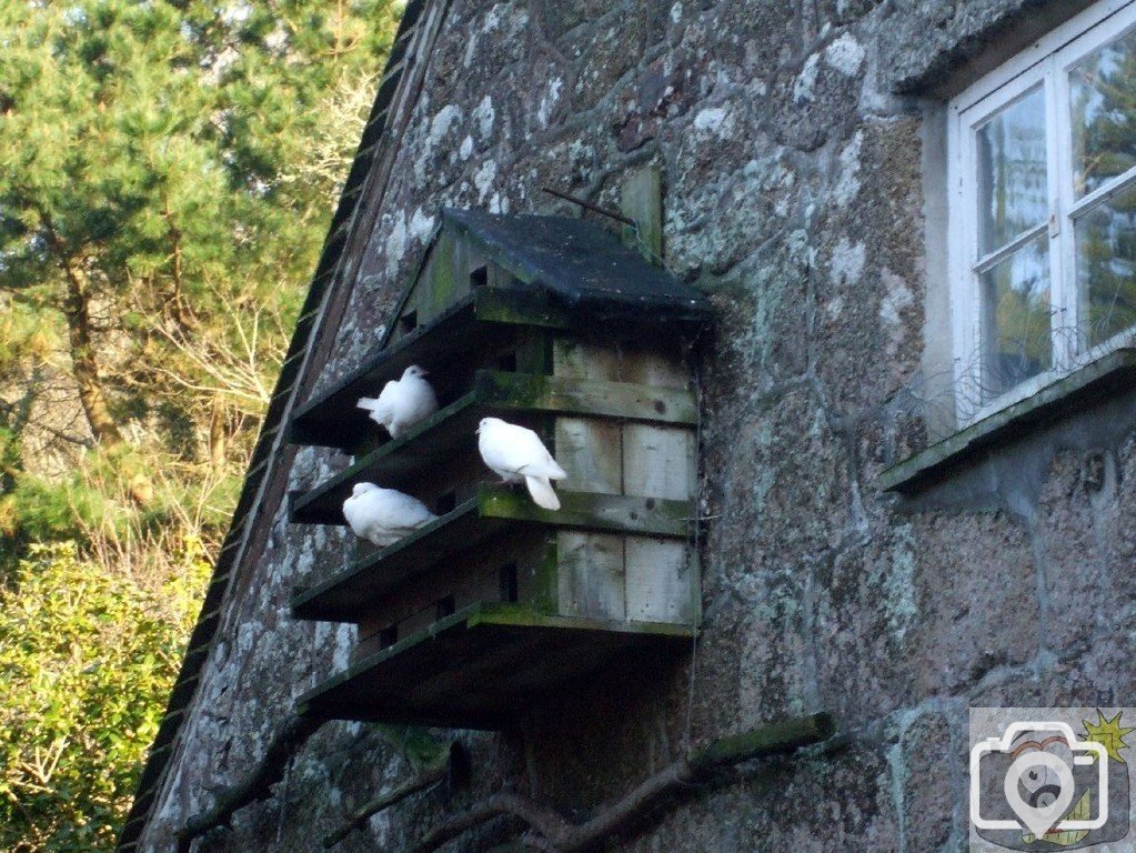 Sunday outing, 17th Jan, 2010: Dovecote, Penberth