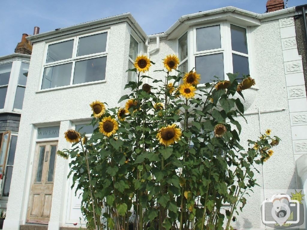 Sunflowers in a garden on the road adjacent to Hayle Harbour