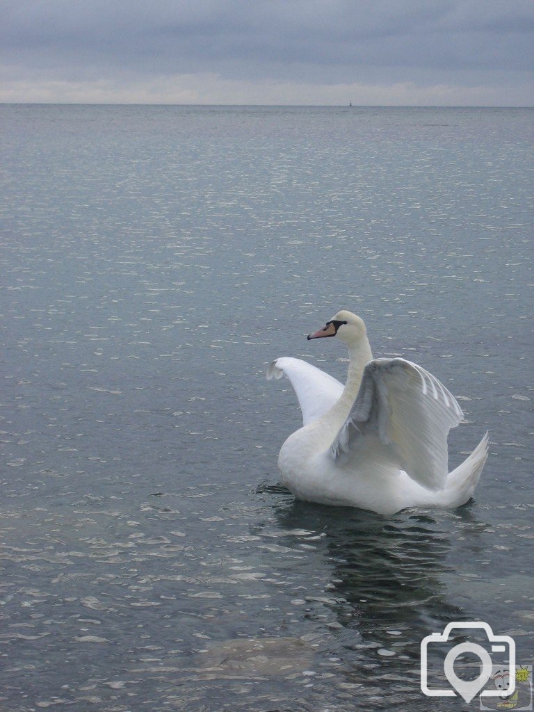 Swan Rampant