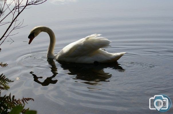 Swan