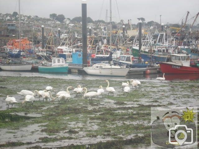 SWANING IN NEWLYN