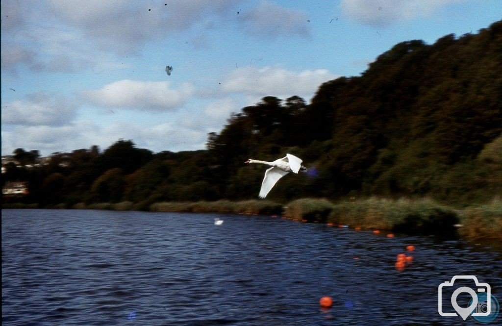 Swanpool - Falmouth