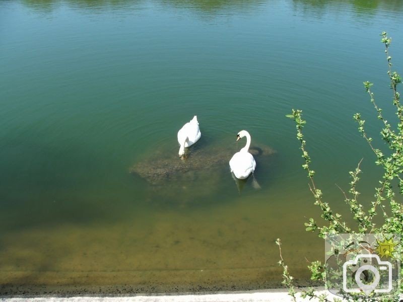 Swans