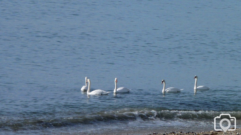 Swans