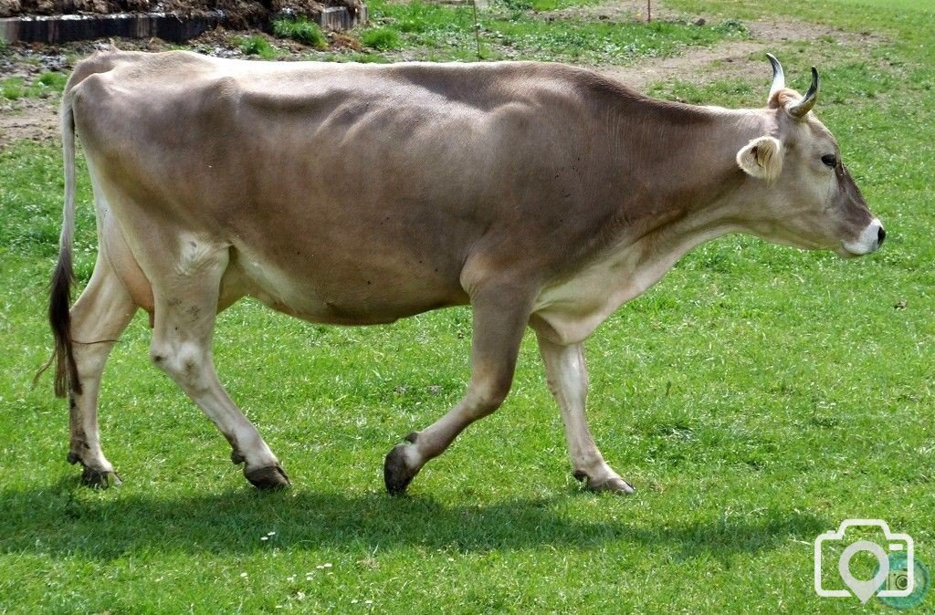 Swiss Cow