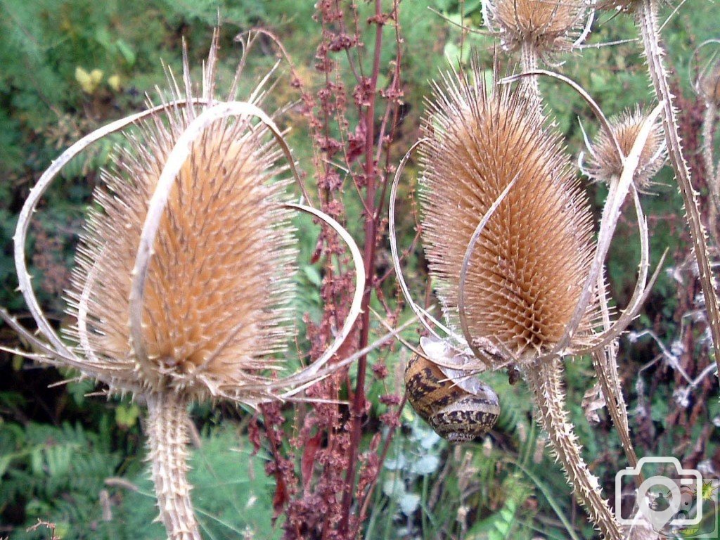 Teasels