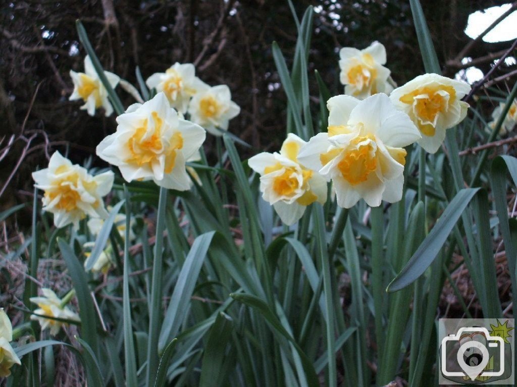 The Daffodil