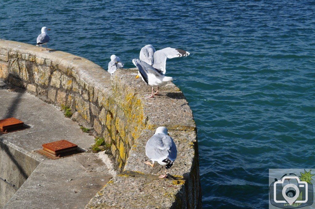 The  inner  harbour  Penzance.