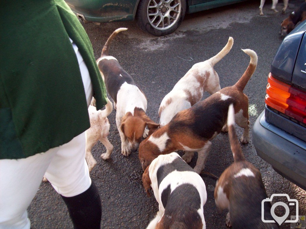 The Lambo Beagles