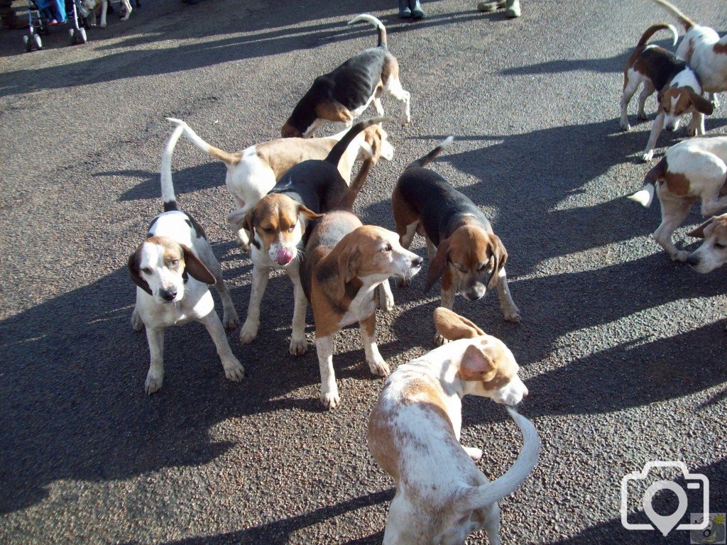 The Lambo Beagles