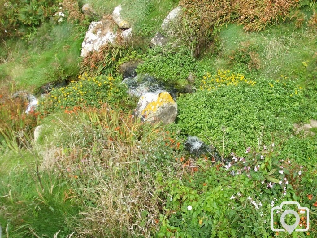 The stream, Portheras Cove, near Pendeen Watch - 17th Aug., 2009 -