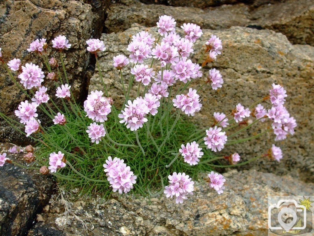 Thrift/Sea Pinks - Porth Chapel - 17May10