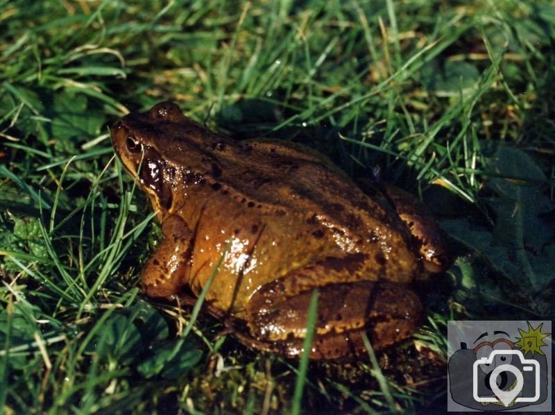 Toad found in my front yard near the Rec - 1994