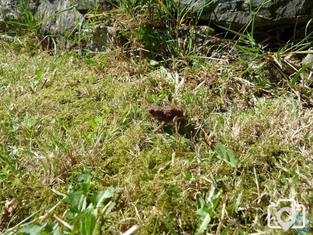 Toad of Penare Gardens