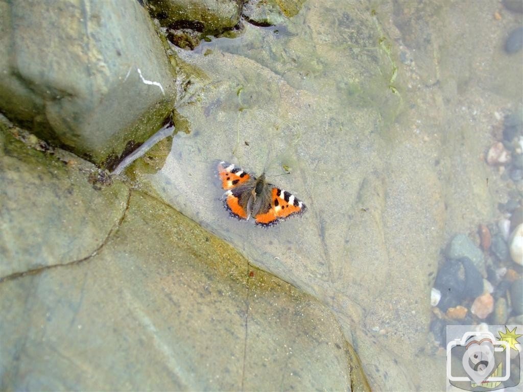 Tortoiseshell learns to swim  - 14th September, '09