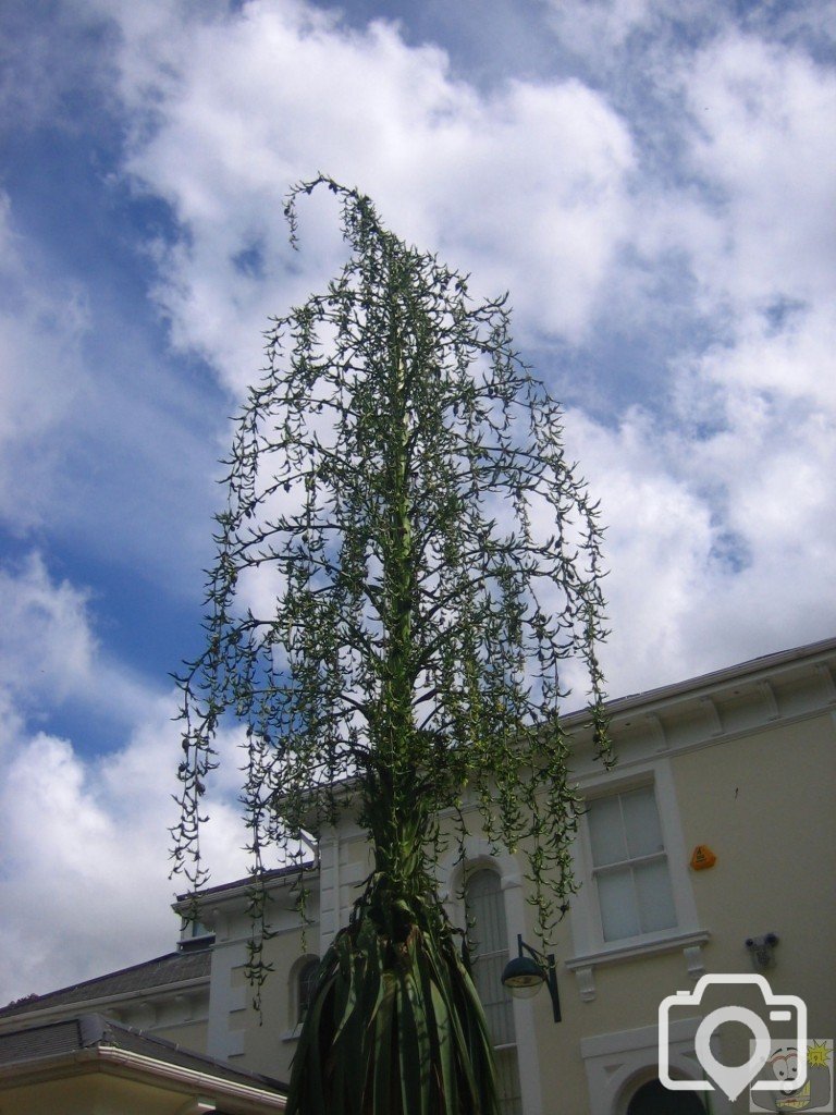 Towering Palm