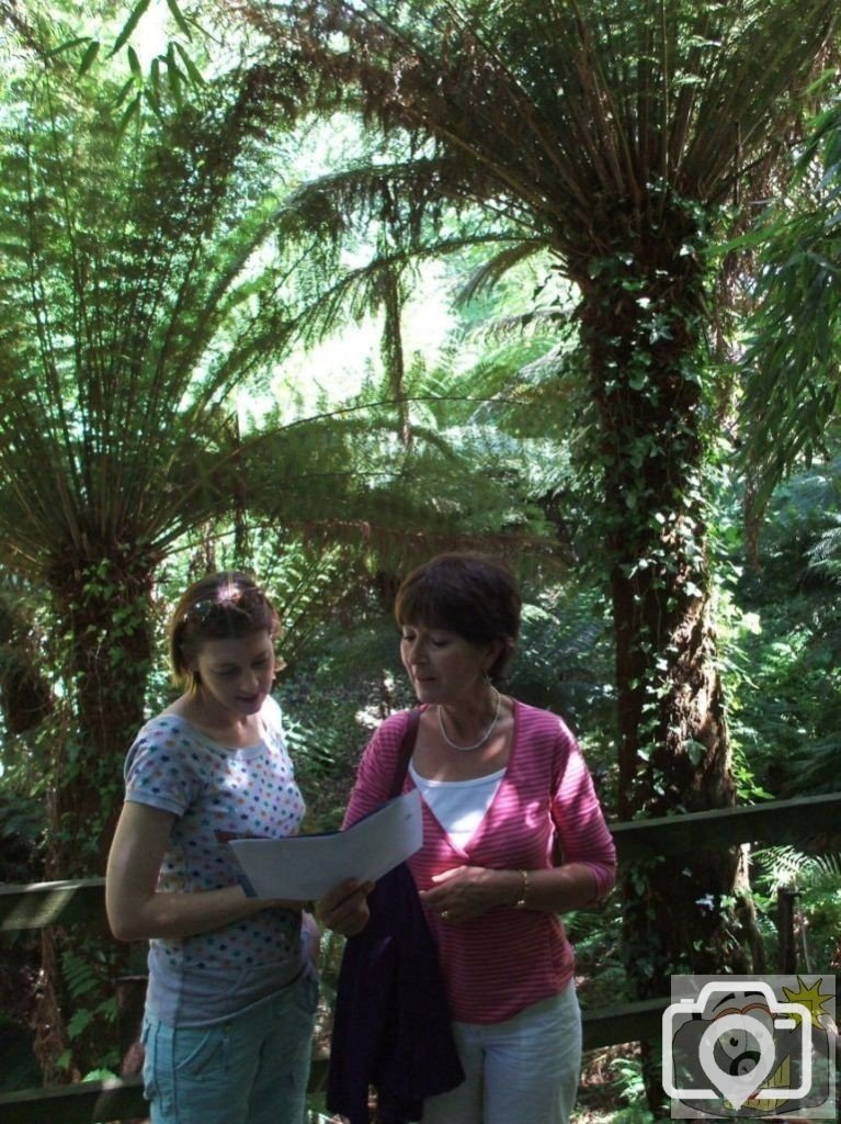 Tree Fern Dell - Trewidden Gardens - June '08