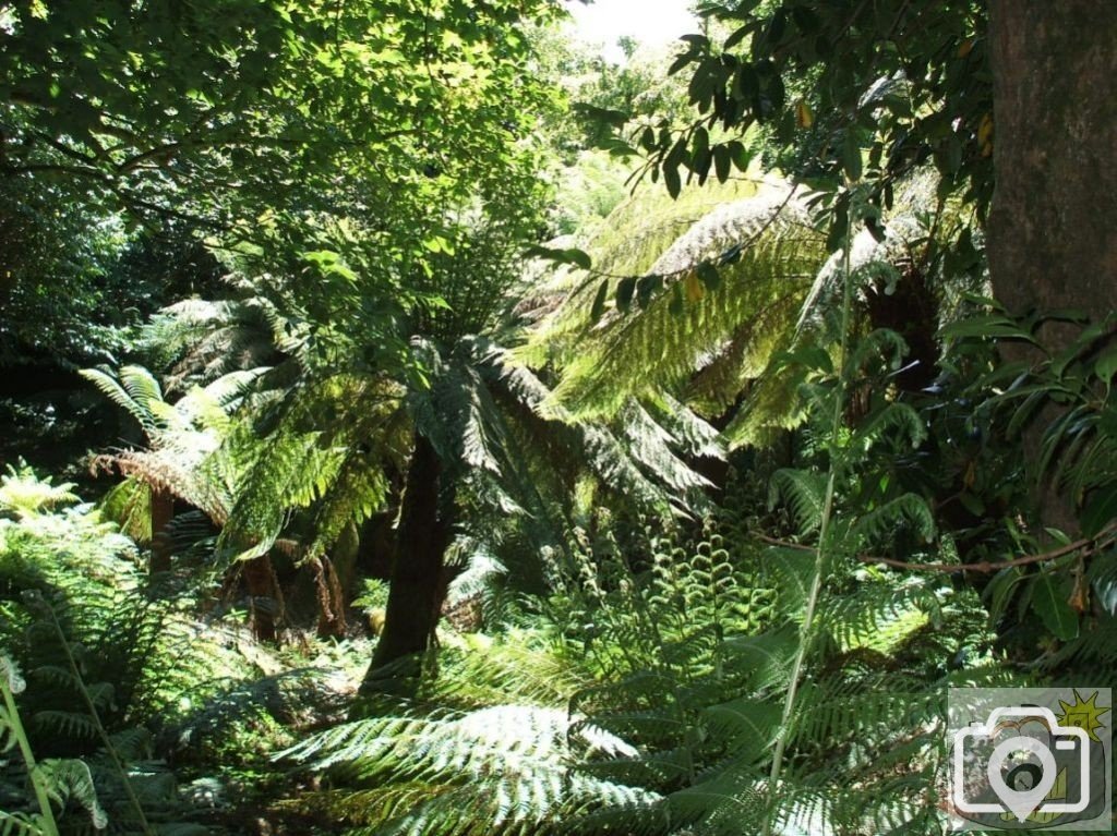 Tree Fern Dell - Trewidden Gardens - June '08