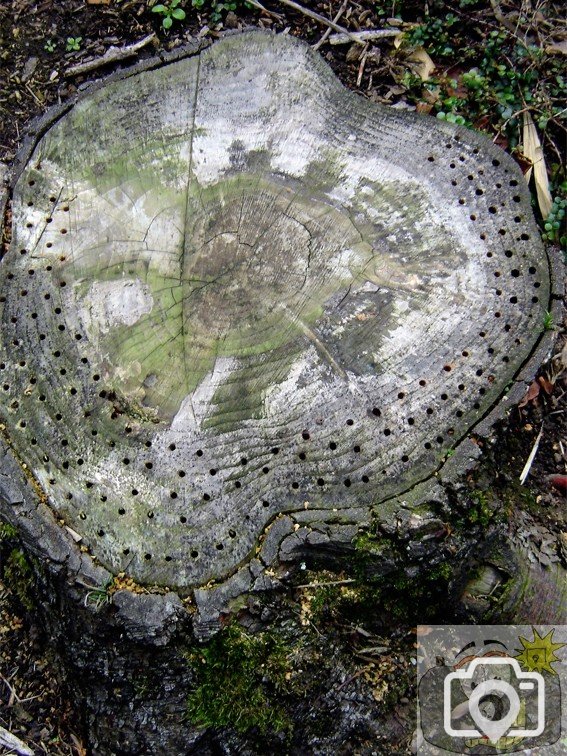 Tree Stump Holes