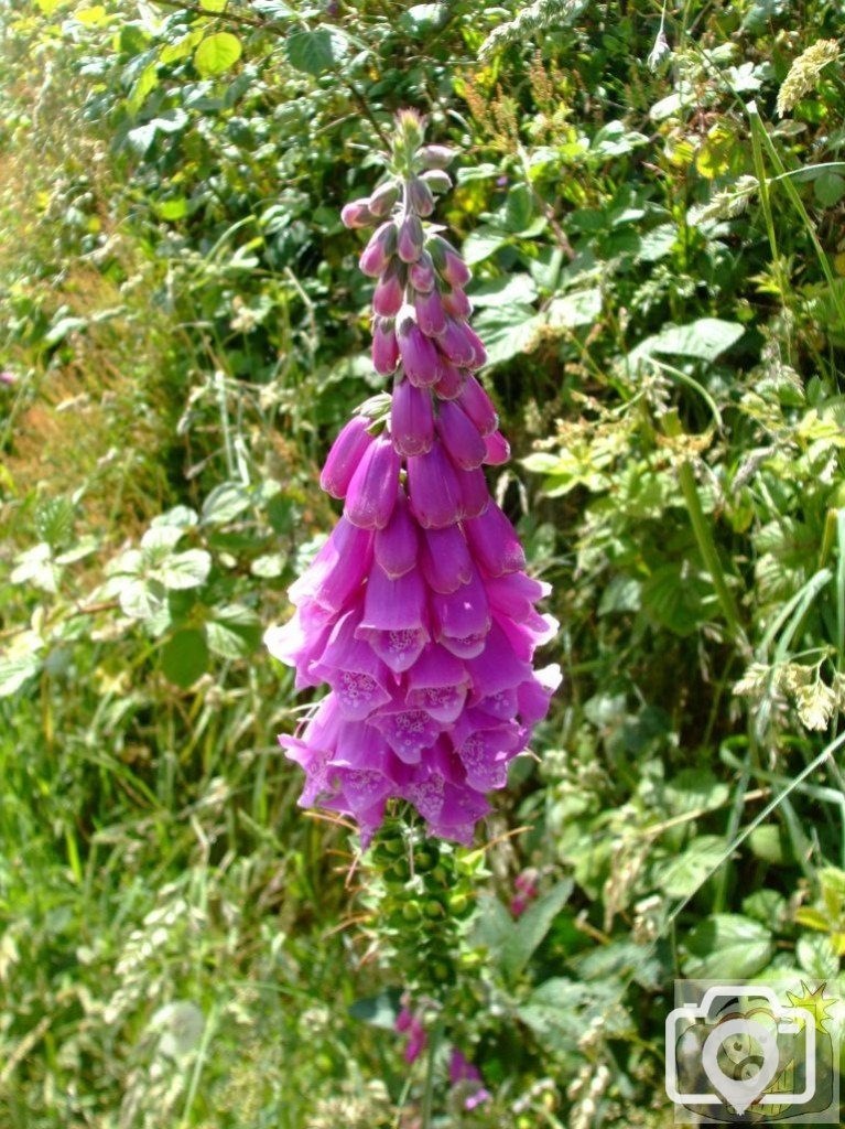 Tregeseal - 16th June, 2009