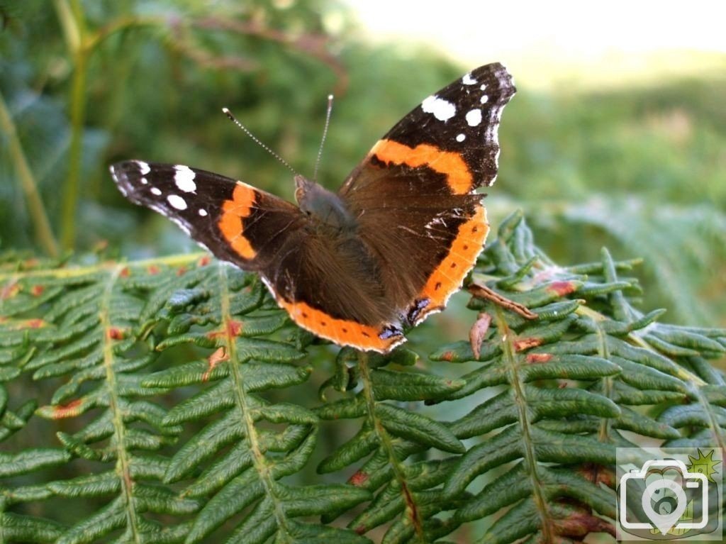 Trencrom Hill - A red admiral suns itself