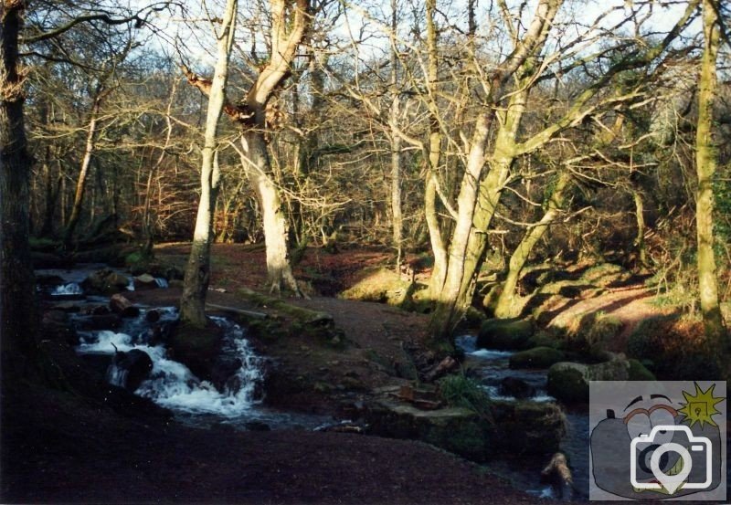 Trevaylor Woods 1994