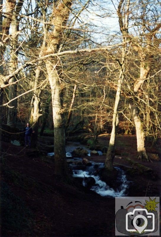 Trevaylor Woods 1994