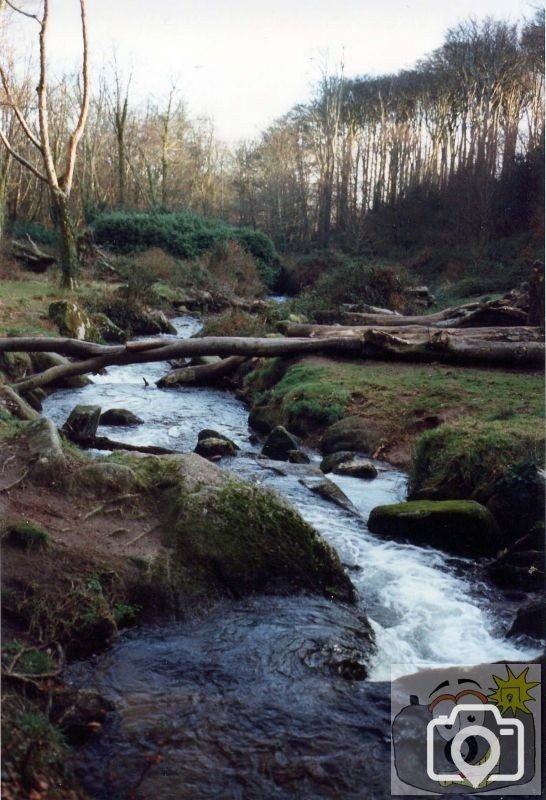 Trevaylor Woods 1994