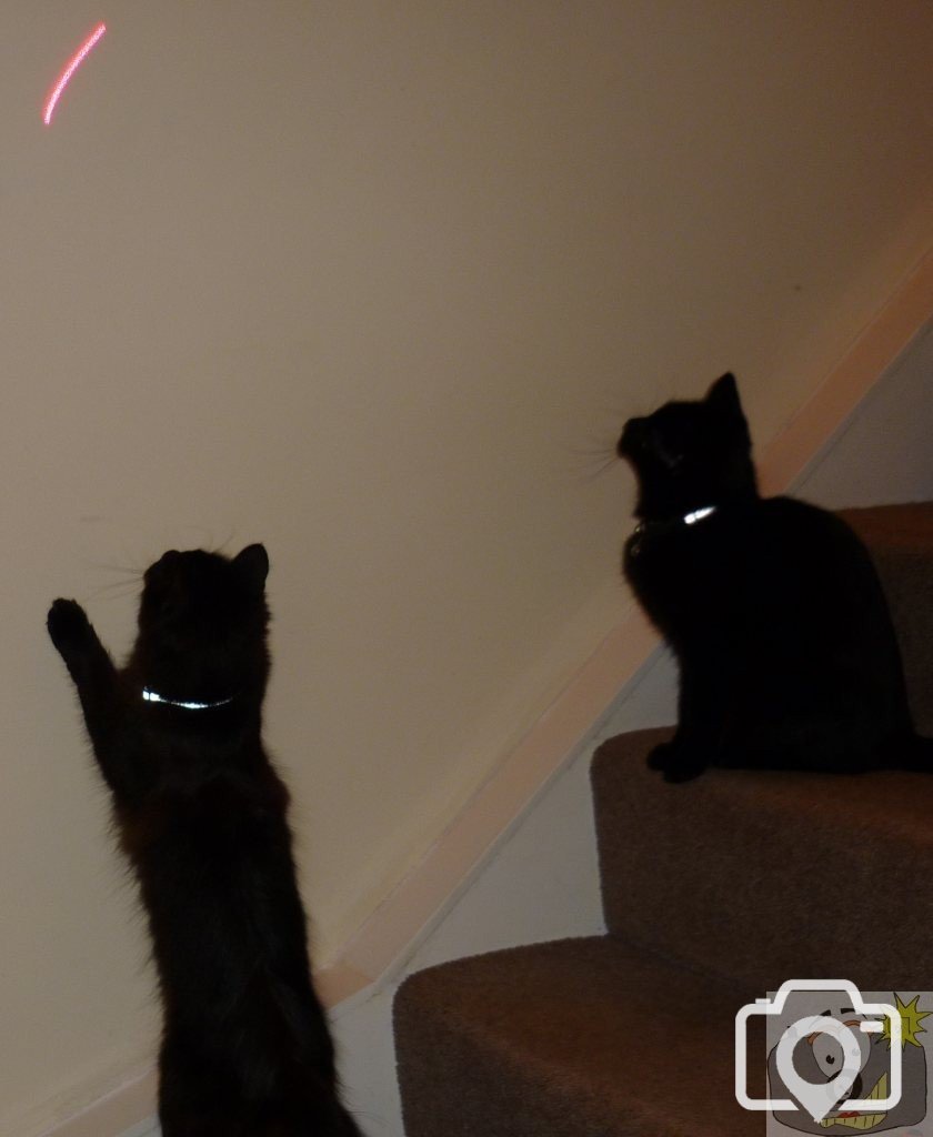 two kittens who love the laser