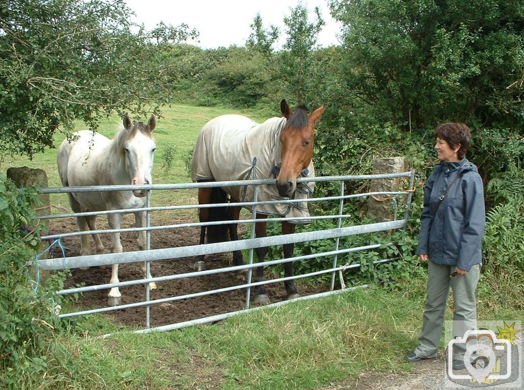 Two more horses at Chysauster and a 'Knight'!