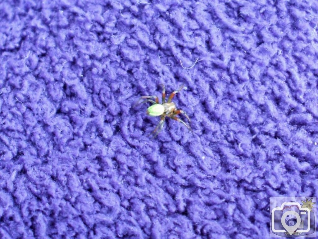 Unidentified Green Spider on a piece of flanelette cloth - Trewidden Garden