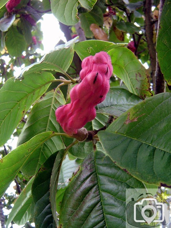 Unusual Seed Pod